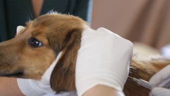 instituto de bienestar animal apuesta a castrar y chipear a 120.000 mascotas al ano