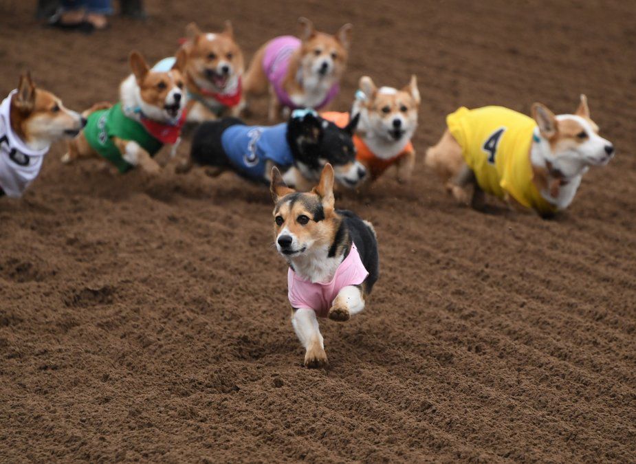 Una carrera de perros Corgi en el sur de California.