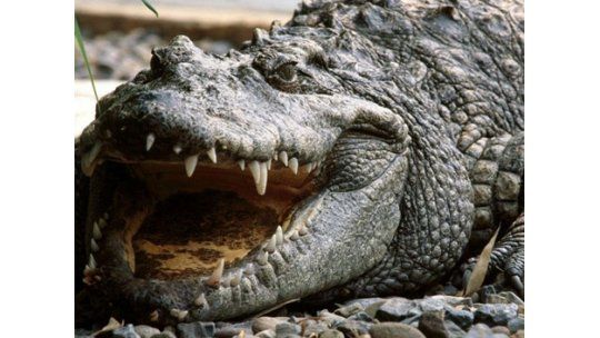 Capturan a un cocodrilo de 1,7 metros que devoraba ovejas