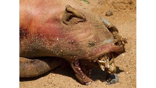 Extraña criatura apareció en una playa de EE.UU y no saben qué es