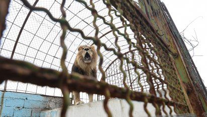 entro a la jaula de los leones y murio atacado por uno de los animales