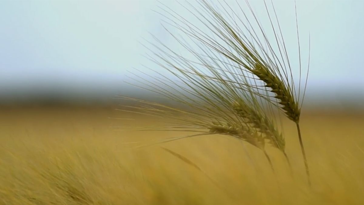Grupo inversor francés Soufflet transmitió al gobierno proyecto para instalar planta de cebada en Uruguay