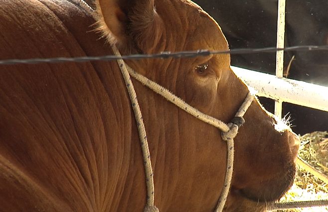 toro-rural-del-prado