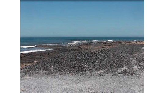 Olor fétido en la Playa Brava por mejillones en descomposición