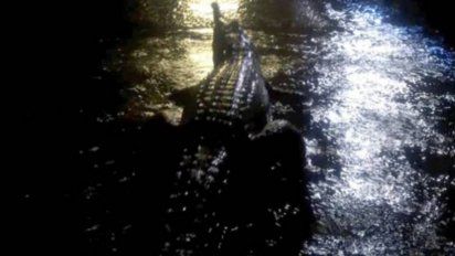 inundaciones en australia traen cocodrilos a las calles