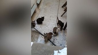 coordinan acciones para retirar a los gatos abandonados en un apartamento; vecinos piden que sea urgente