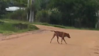 dueno de perros pitbull que atacaron personas en rocha habia sido intimado en varias ocasiones