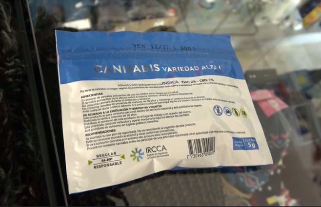 Marihuana, variedad Alfa. Foto: archivo Subrayado.