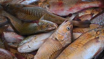 industria pesquera denuncia problemas en abastecimiento de combustible y aumento de precio: subio un 83%, dijo riva-zucchelli