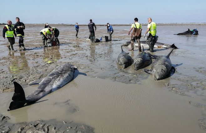 Los delfines estaban varados en la costa. Foto: AFP
