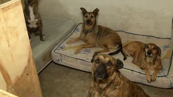 rugby inclusivo, que trabaja con ninos y rescata animales en nueva espana, realiza evento para recaudar fondos