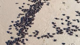 importante presencia de escarabajos en playas es un fenomeno natural y no afecta la salud