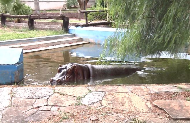 Hipopotamo-Clorinda.jpg