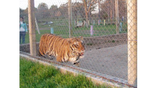 Municipales y carniceros de Tacuarembó detenidos por robar al Zoo