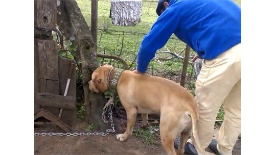 Thai, el perro que mordió a 4 personas fue adoptado en Durazno