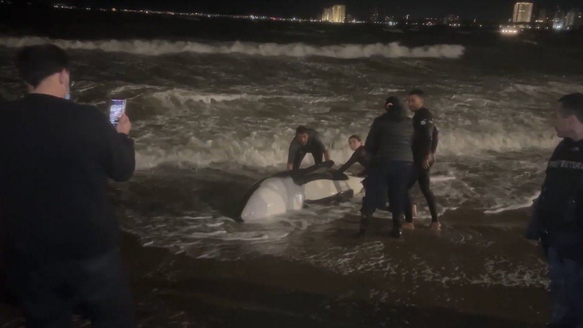 Orca varada en Punta del Este presentaba severa infección cerebral y pulmonar, según informe preliminar