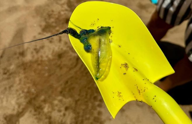 playa-mansa-fragata-portuguesa