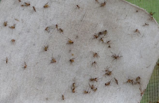 INVASIÓN--MOSQUITOS--ARGENTINA--AFP.jpg