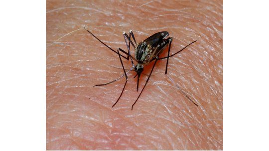 El dióxido de carbono de la respiración atrae a los mosquitos