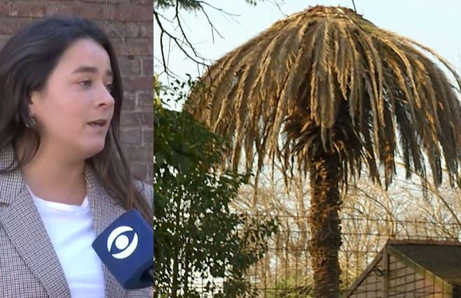 matilde-antia-picudo-rojo