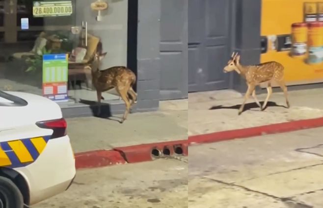 ciervo-san-jose-de-mayo