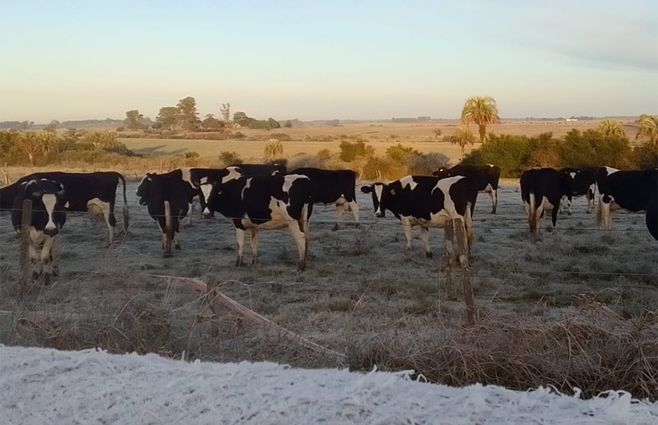 Helada en Paysandú.
