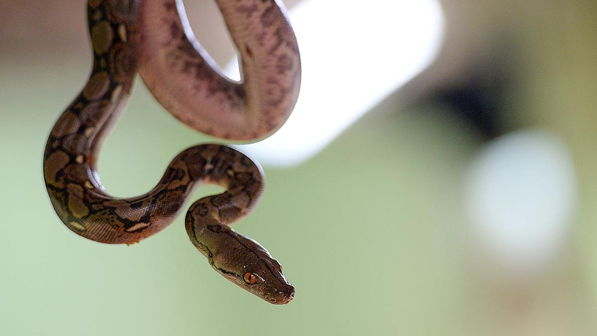 Joven Murió Tras Ser Mordida Por Una Serpiente Comprada Por Internet 4549