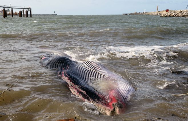 ballena-encallada-francia.jpg