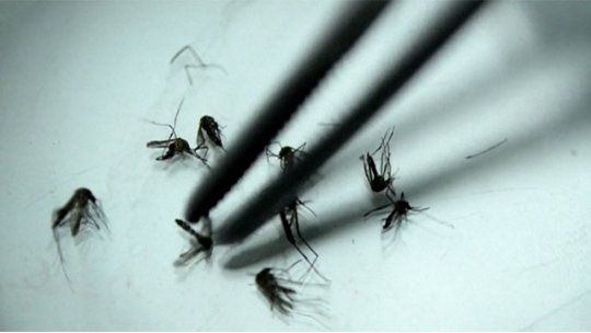 zika mosquito
