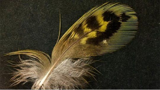 pluma