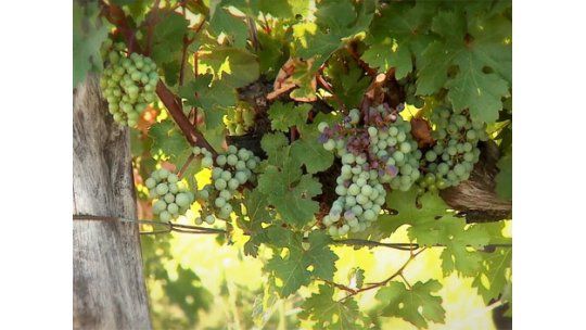 Los Cerros de San Juan: 160 años dedicados a producir vinos