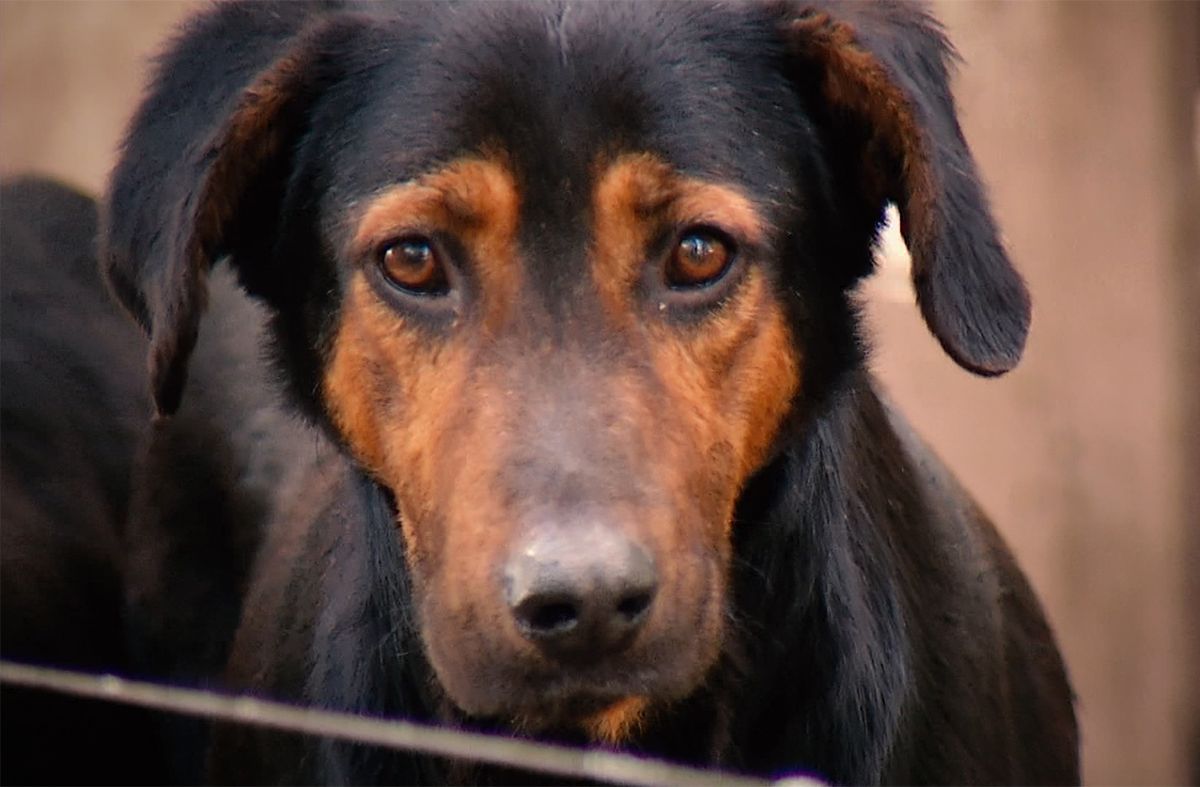 En Uruguay, hay un perro cada dos personas y se estima que hasta el 10% no tiene dueño