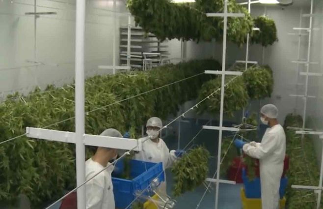 empresas-marihuana.jpg