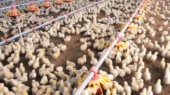 mgap confirmo que muerte de pollos en chamizo no se debio a gripe aviar