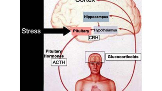El secreto contra el estrés es una sustancia llamada cortisol