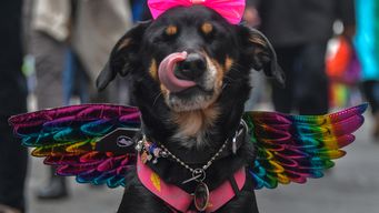 Un perro participa en el 26º Desfile del Orgullo Gay en Sao Paulo, Brasil, el 19 de junio de 2022. Foto: AFP.