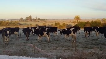 soriano fue el departamento que registro la temperatura mas baja: - 4,3