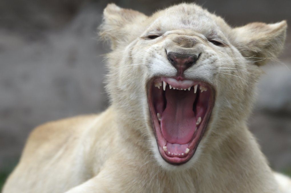 Un pequeño león blanco muestra sus dientes en el zoológico de Huachipa en Lima, Perú