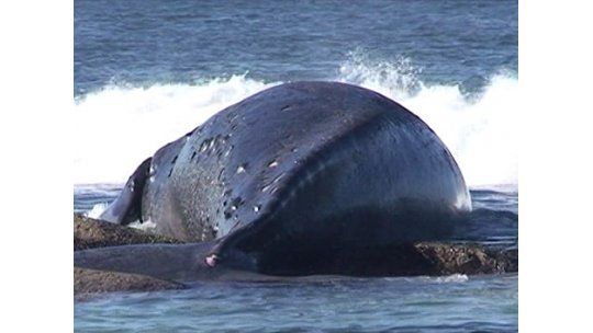 Apareció una ballena muerta en la costa de José Ignacio