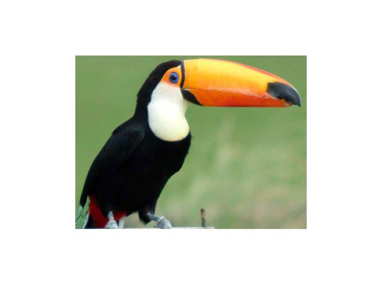 Tucán del zoo apareció en Santa Lucía pero no lograron atraparlo