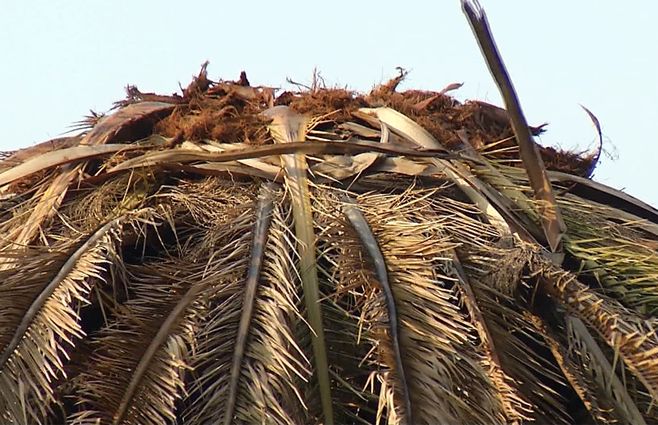 palmera-picudo-rojo.jpg