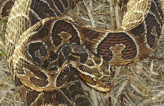 Serpiente Crucera. Foto: https://www.serpentario.edu.uy/