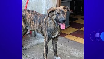 denuncian que un vecino mato a un perro en florida y convocan a una movilizacion contra maltrato animal