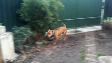 Una mujer de 71 años está internada con heridas y una fractura expuesta tras ser mordida por el pitbull de un familiar