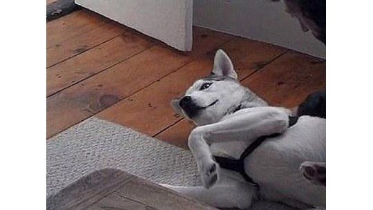 Tenés que verlo: el perro que le dice no a su dueño