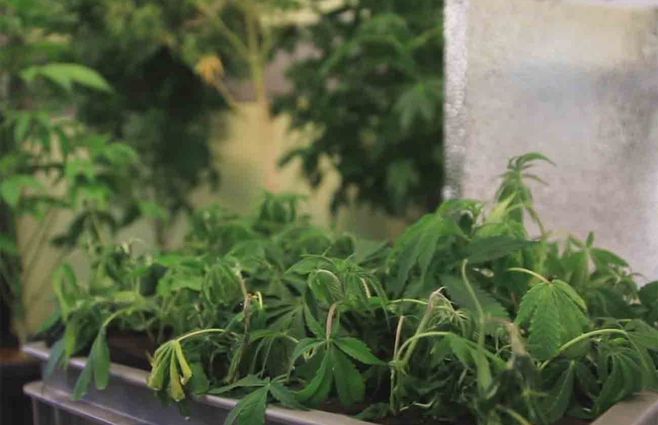 laboratorio-de-marihuana-delincuente-brasileño.jpg