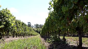 hallaron el cuerpo de un hombre en vinedo de toledo chico y la policia busca identificarlo