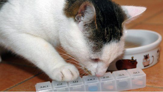 gato pastillas