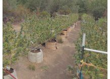 Desde el 10 de abril quedará todo pronto para producir marihuana