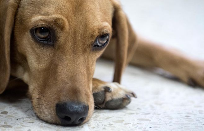 PERRO-VÍCTIMA-MALTRATO-COSTA-RICA.jpg